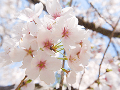 桜の日